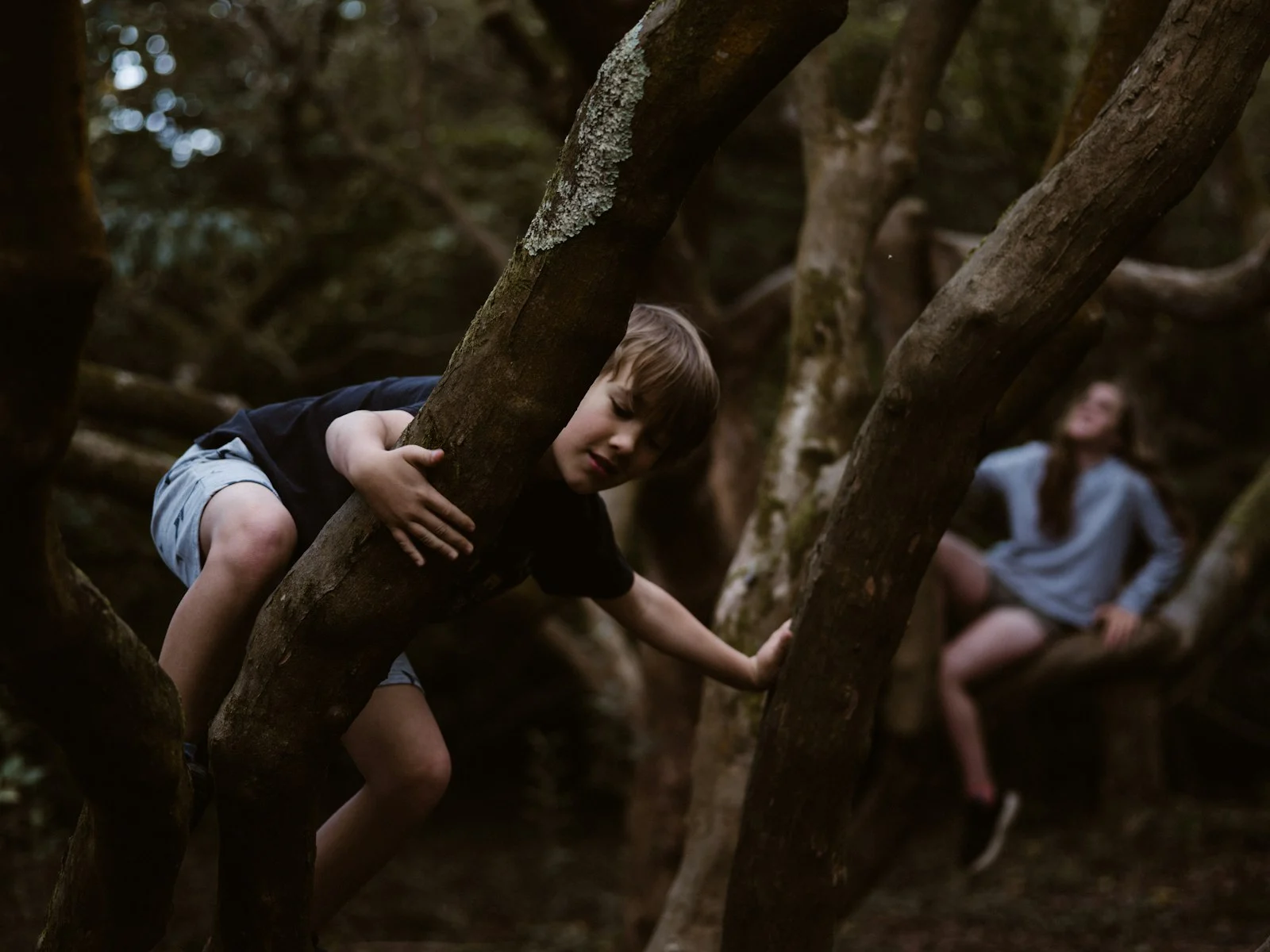 Enfant grimpant dans un arbre en forêt lors d'une classe verte en Bourgogne-Franche-Comté