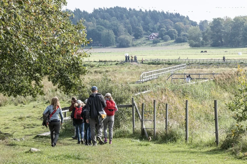 Séjour de groupe : un groupe de randonneurs vu de dos marche dans les herbes hautes d'une prairie